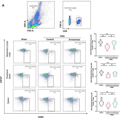 D-mannose reduces oxidative stress, inhibits inflammation, and increases treg cell proportions in mice with ulcerative colitis